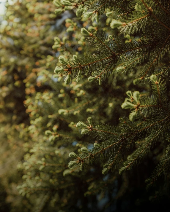 two different pine trees in their natural habitat