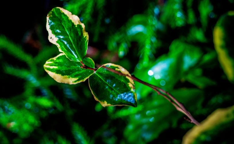 a green leaf has some drops on it