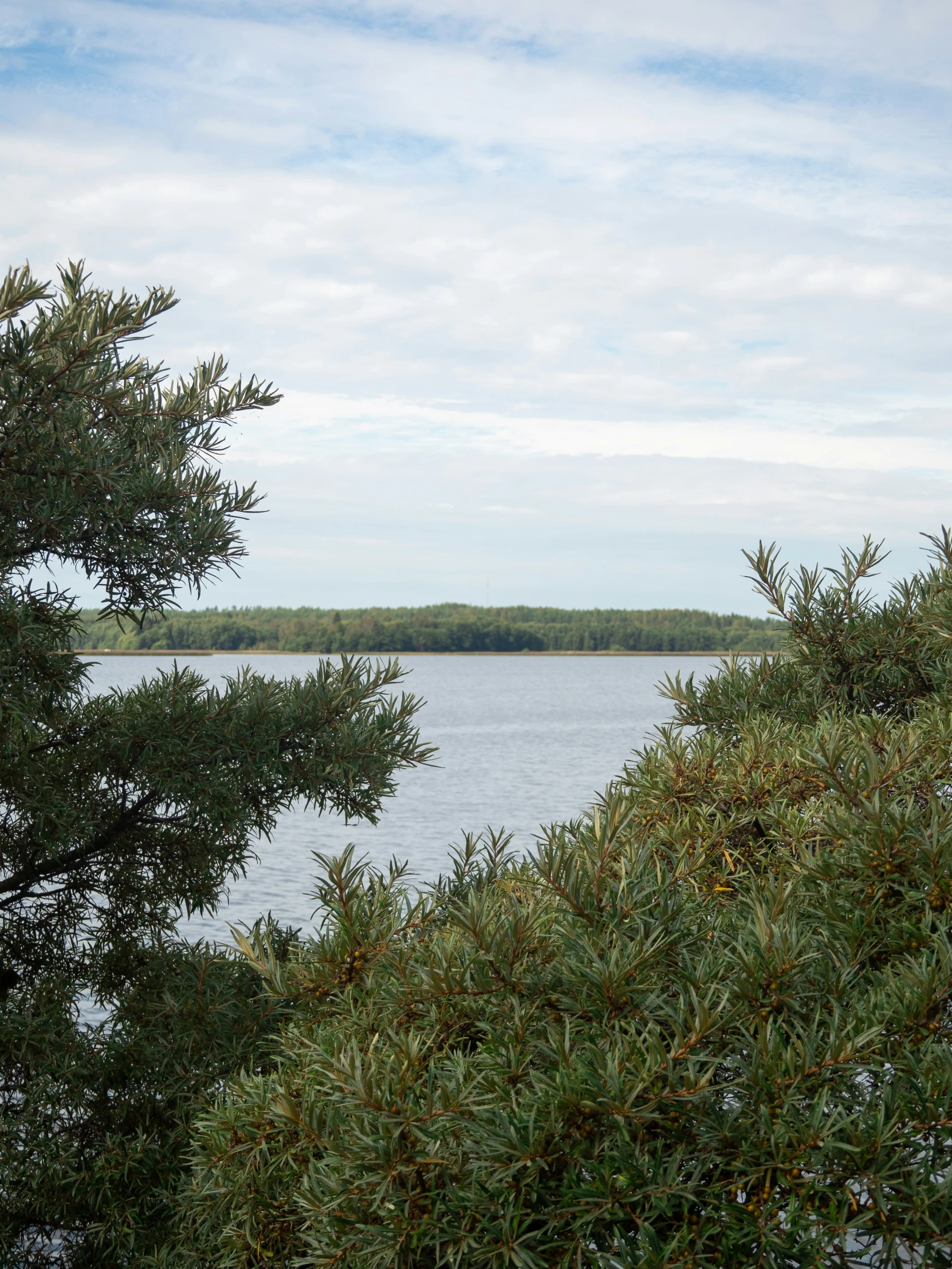 an open field with trees and water in the background