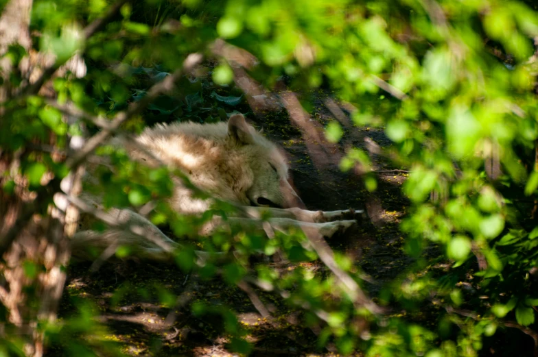 white wolf lounging in the shade behind foliage