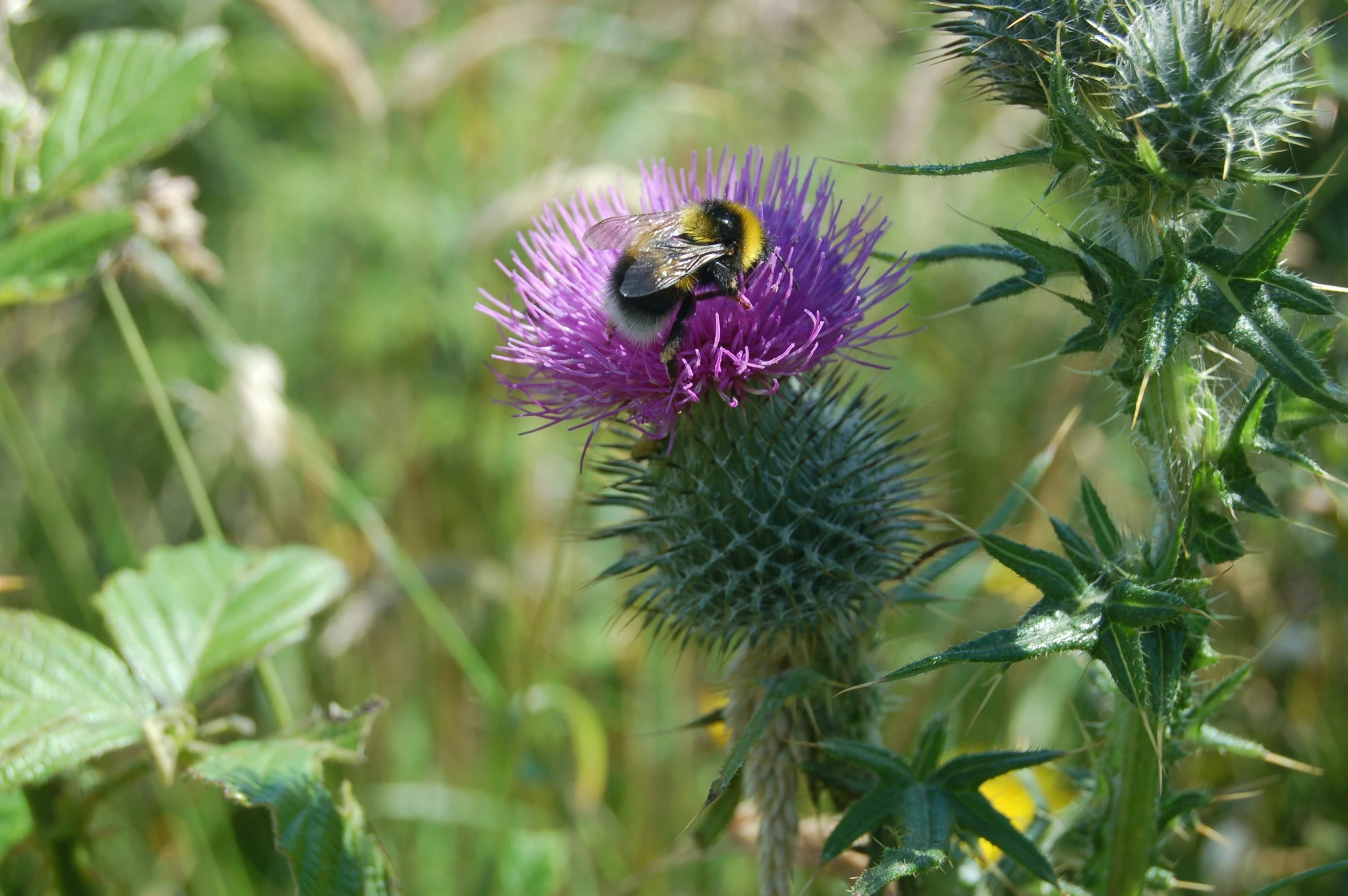 a bee sits on a purple flower in the field