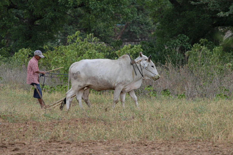 an indian farmer herds two large steer through tall grasses