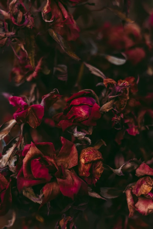 a closeup view of dying roses in a vase