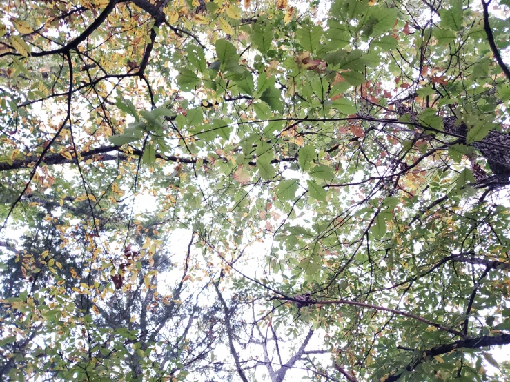 the nches of a green tree are covered with leaves