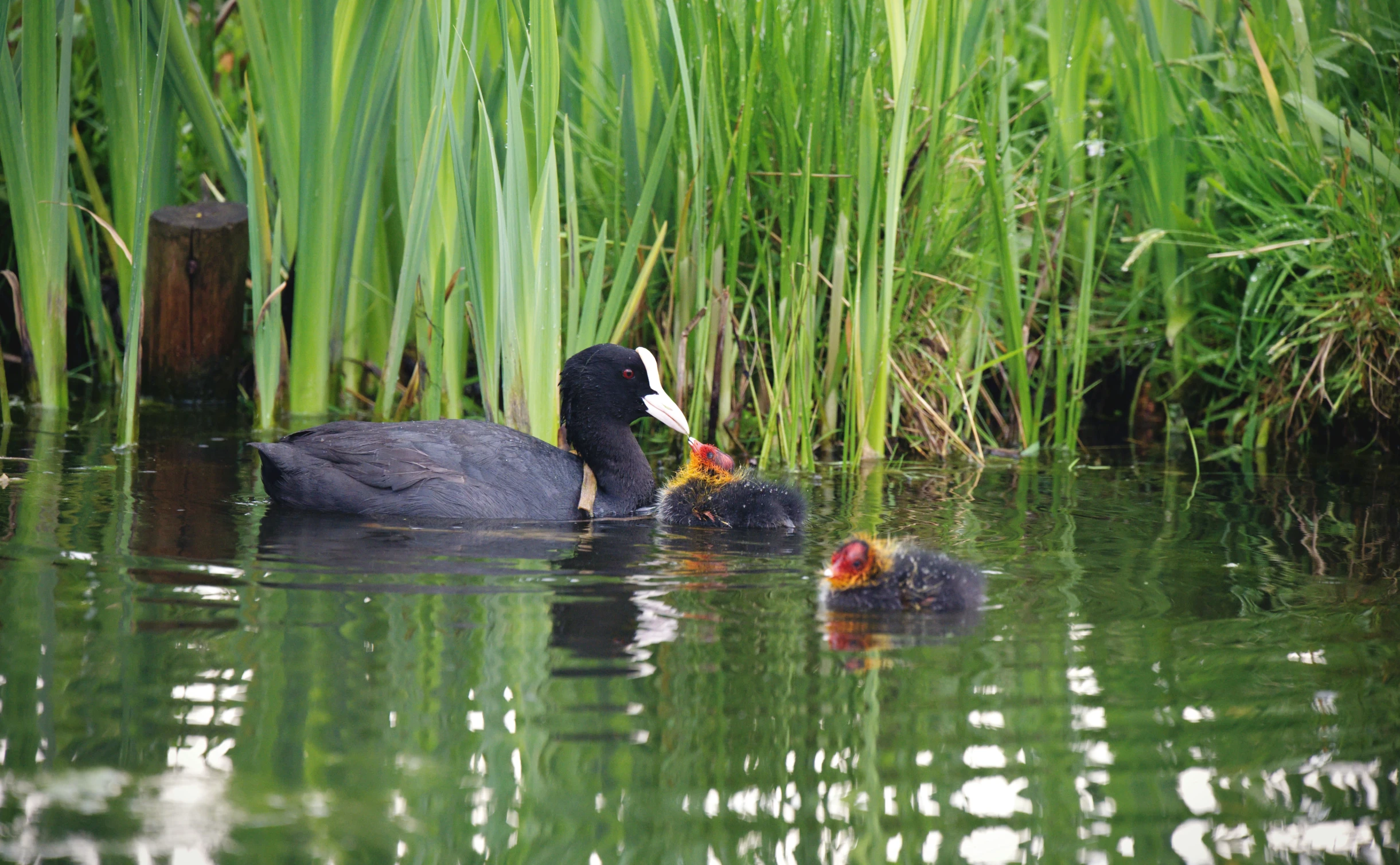 there is a mother duck next to her chicks