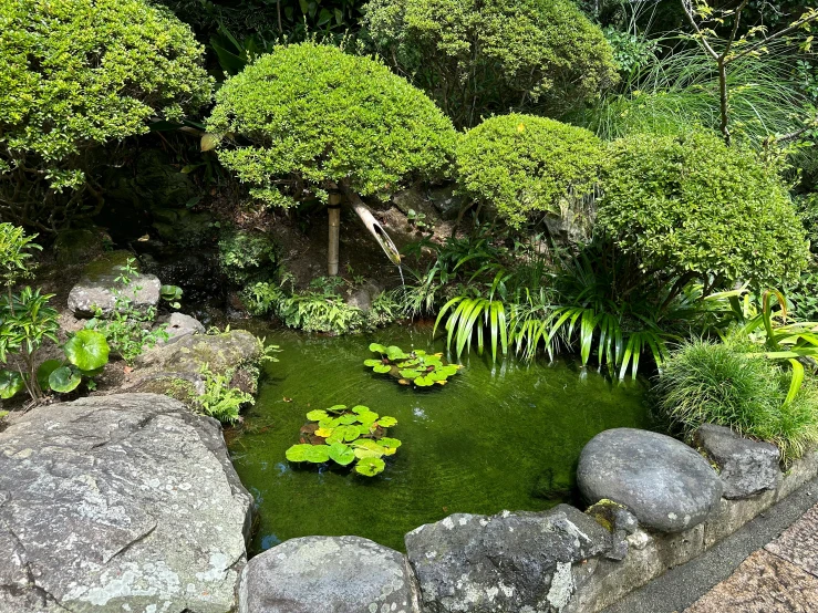 a garden filled with lots of green plants and rocks