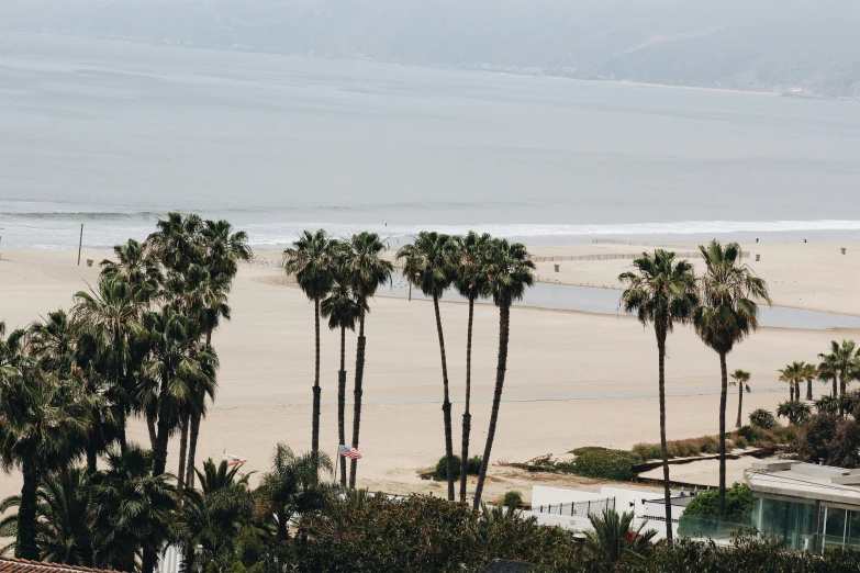 a bunch of palm trees line the beach