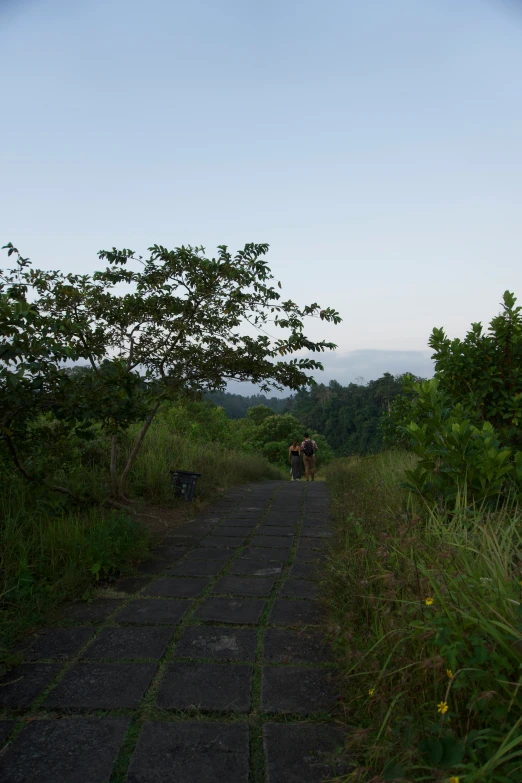 a pathway in the middle of the forest