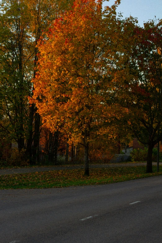 two stop signs in front of a tree covered road