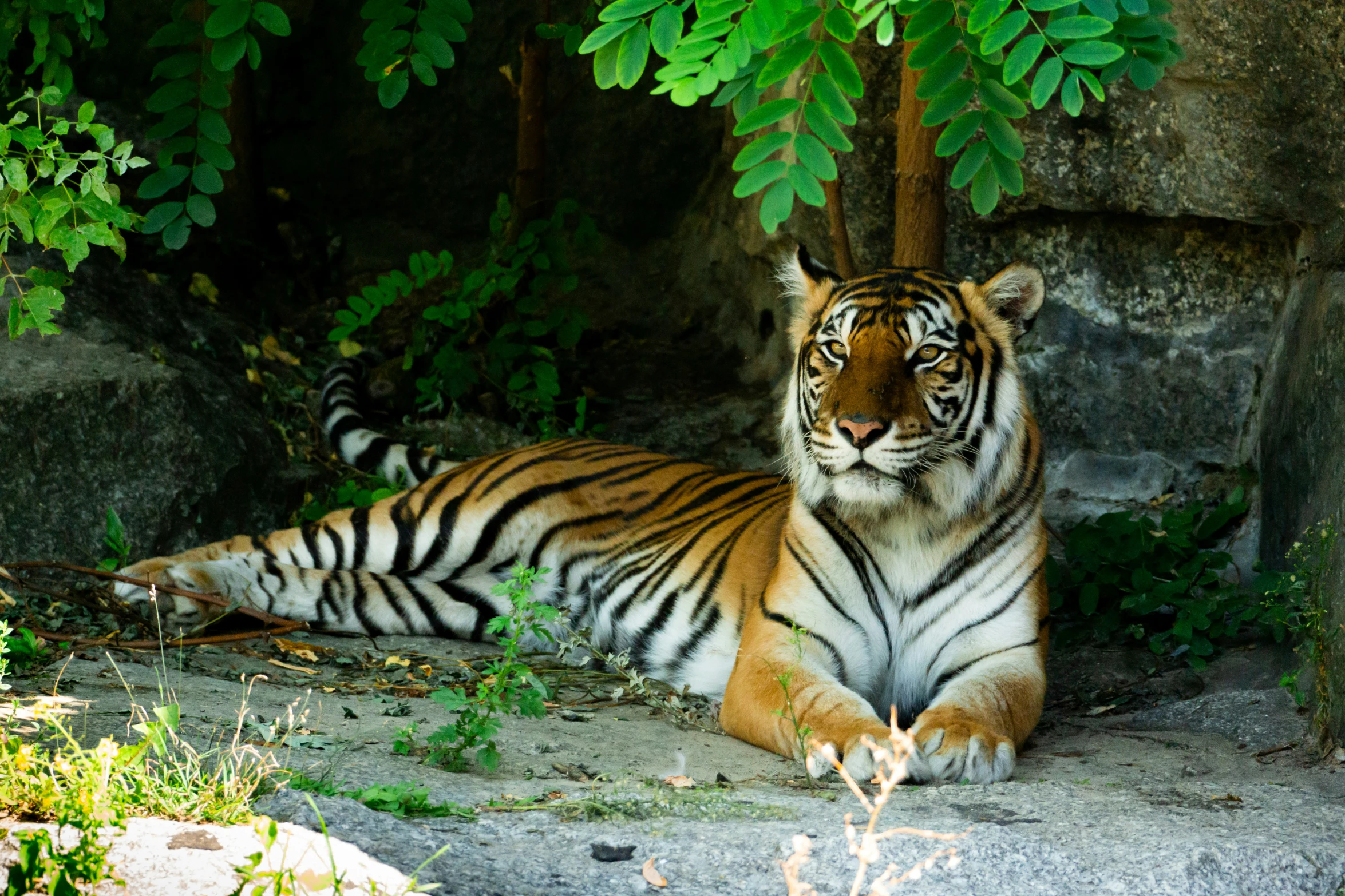 a tiger laying on top of a stone field