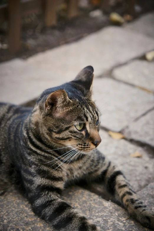 a close up of a cat on a sidewalk near brick walls