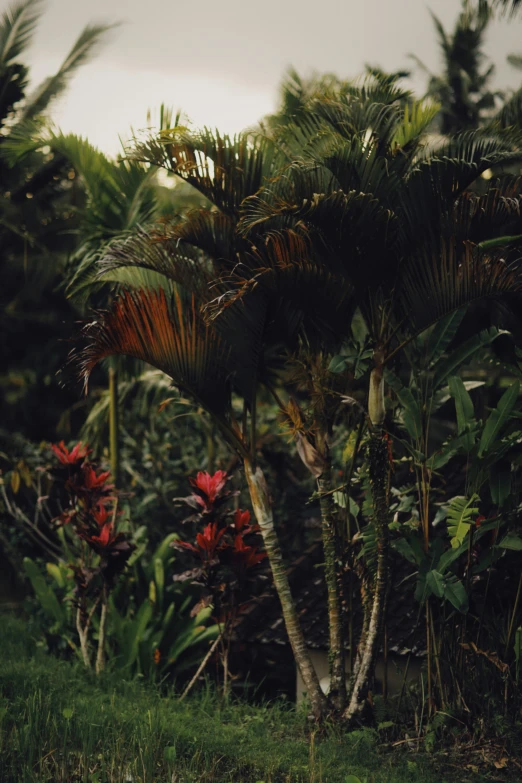 palm trees are blowing in the wind in front of foliage