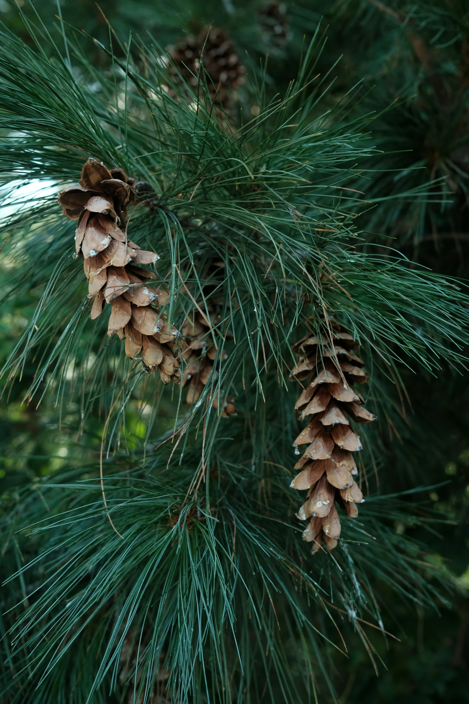 pine cones are hanging from the tree limb