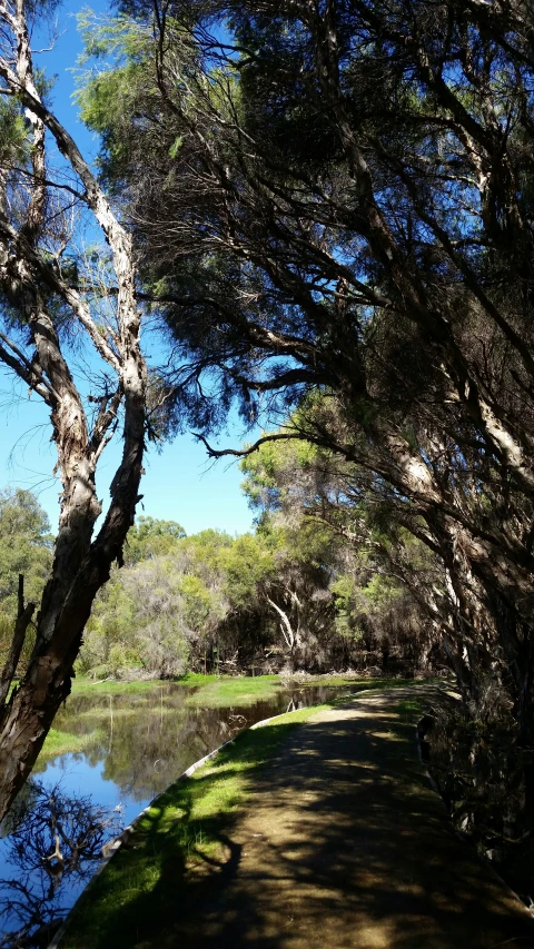 trees are along the banks of the water