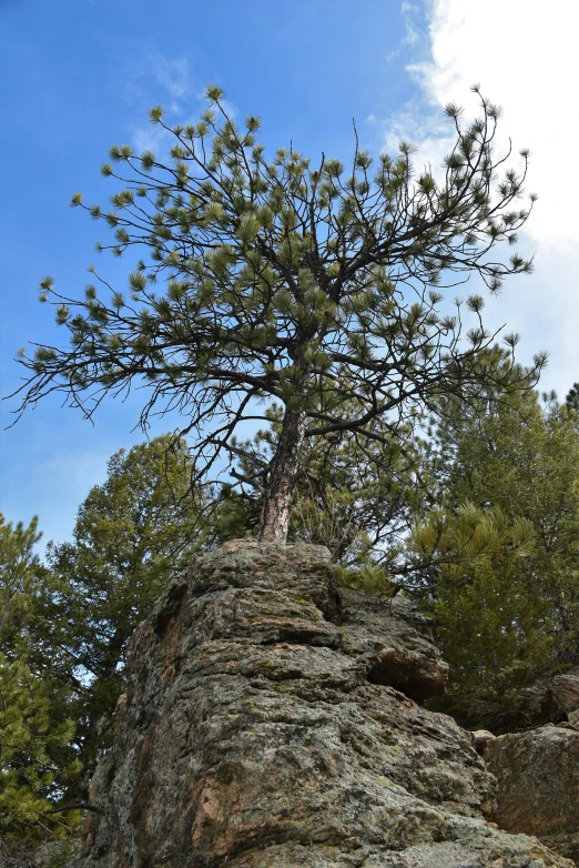 a pine tree sitting on top of a rock
