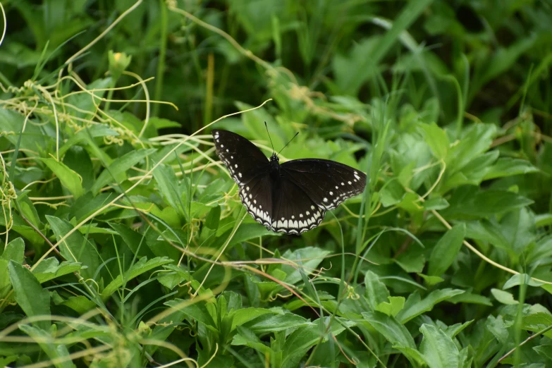 a beautiful black erfly resting on some leaves