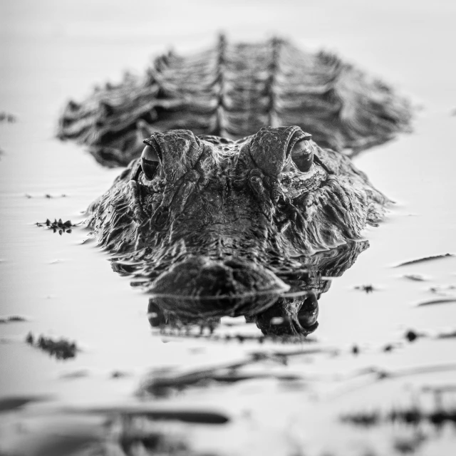 an alligator in the water with his head above the water