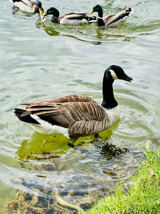 ducks swimming in clear water near green plants