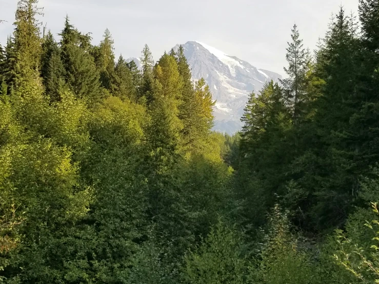 a view of trees and mountains, with a bench in the foreground