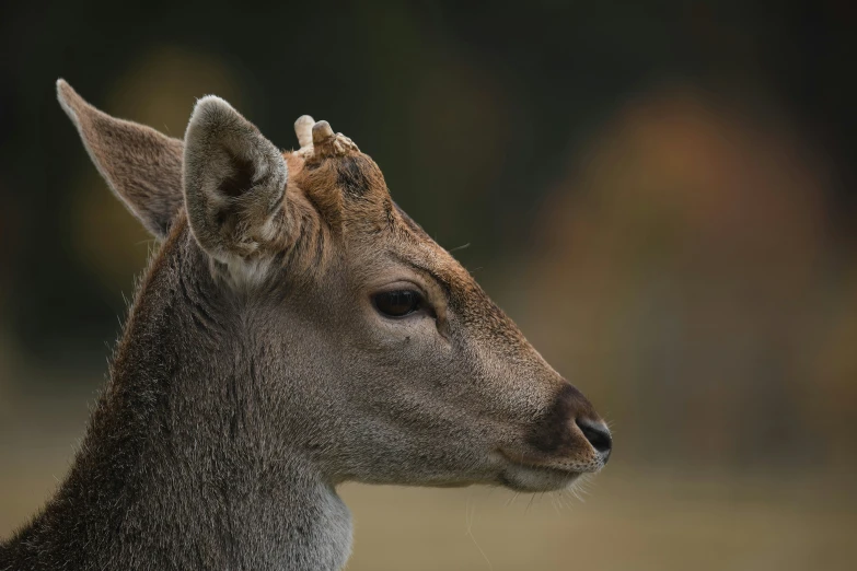 a deer looking to its left with a blurry background