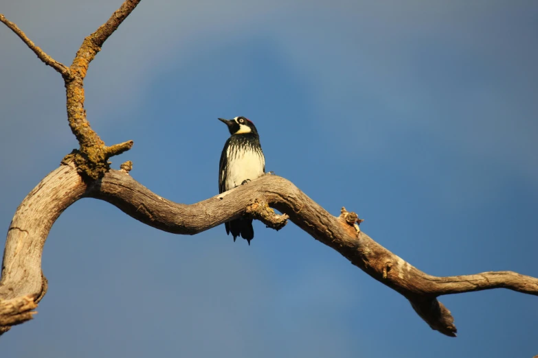 a small bird is sitting on a nch