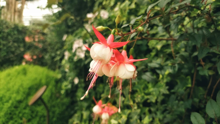 a beautiful pink flower is hanging from a tree