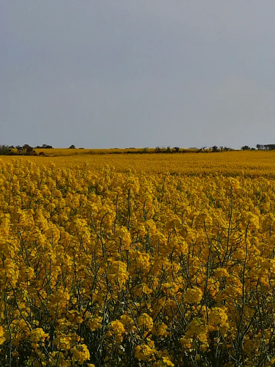 there are many flowers in the middle of this field