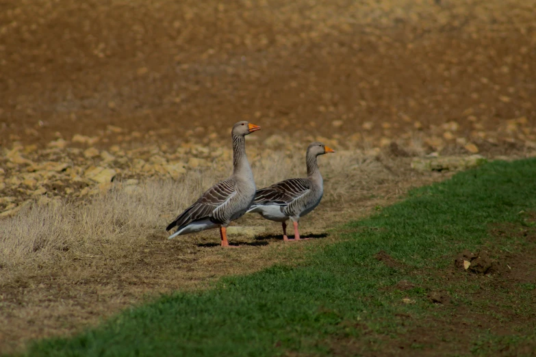 two geese stand on grass near a field