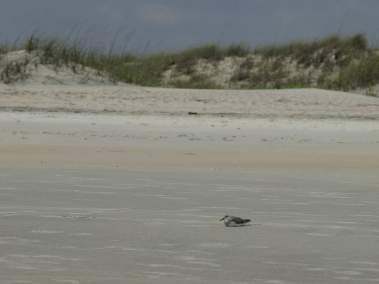 a bird is in the sand on the beach