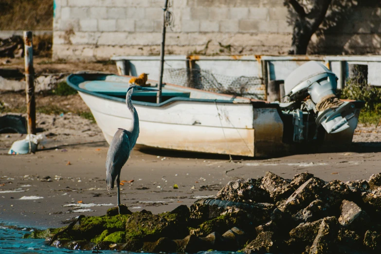 a heron stands on the shoreline in front of a boat