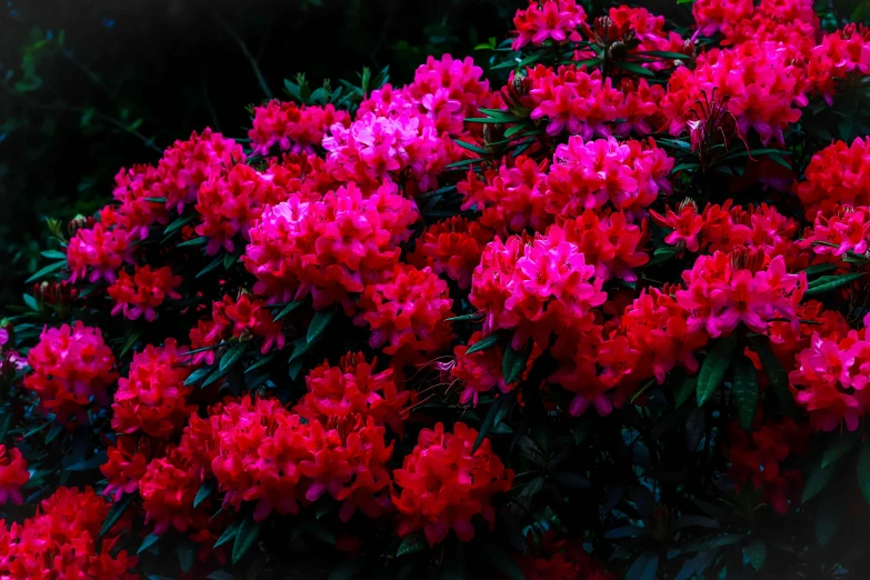 purple flowers with red centers in bloom