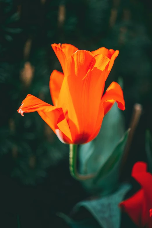 a orange flower is in the foreground of some plants