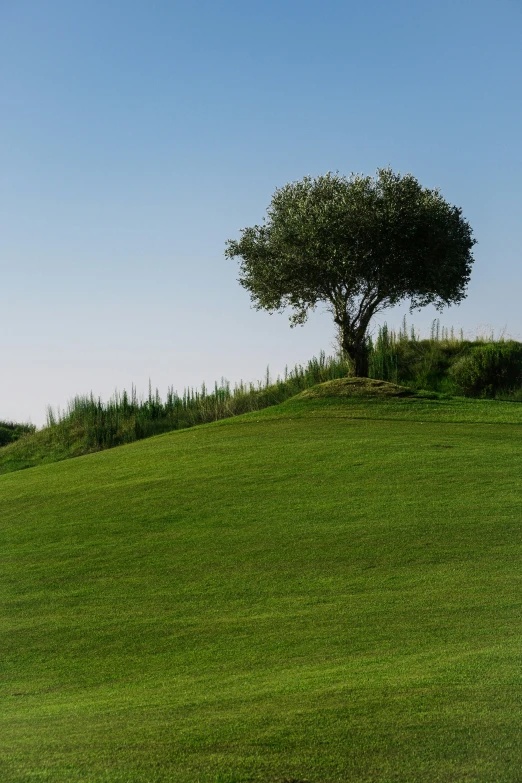 a tree that is standing in the grass