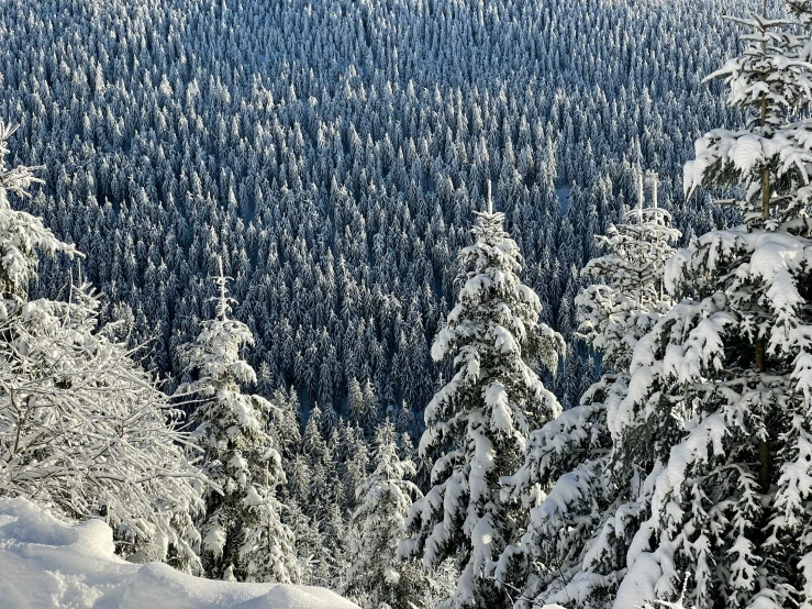 snow capped trees and mountains in winter