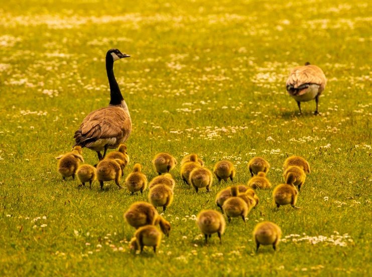 a duck stands among a bunch of small ducklings