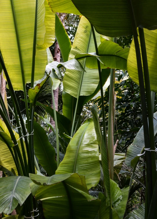 the top portion of plants in a tropical garden