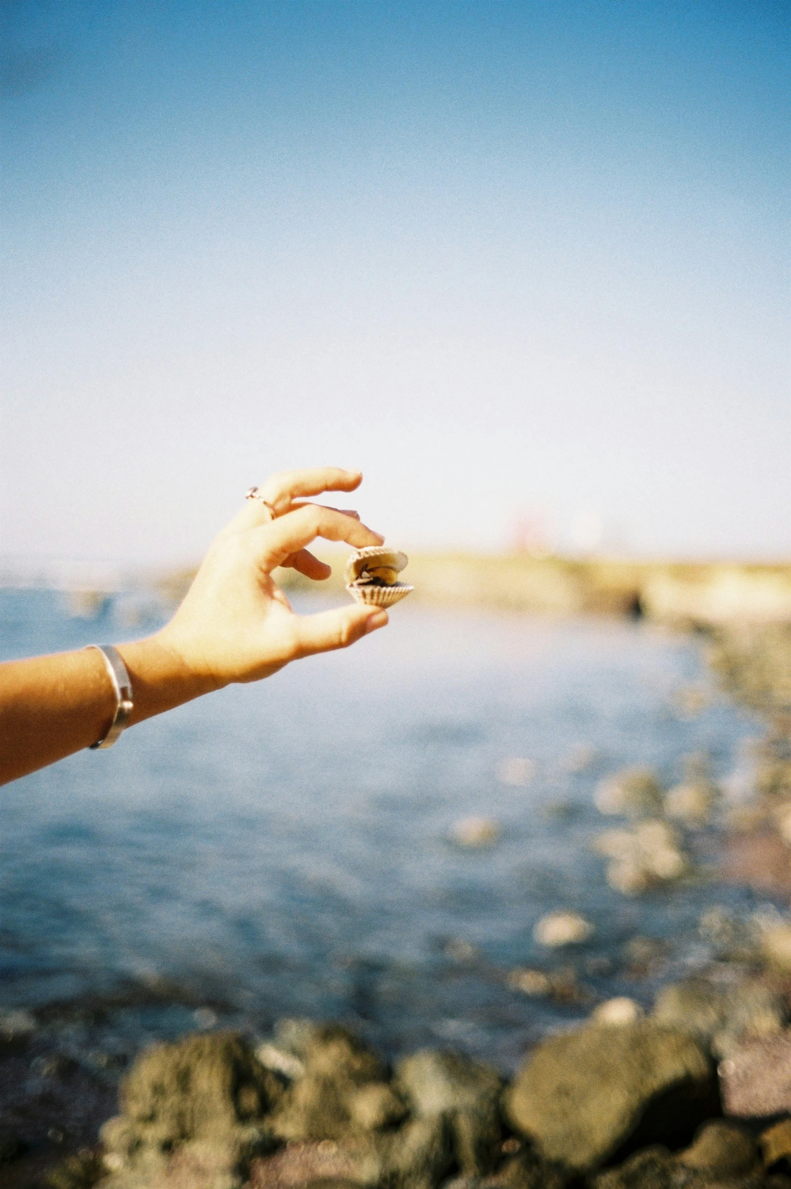 a hand holding a seaweed on a rocky shore
