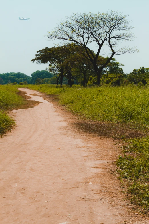 there is a dirt road with two trees on the side of it