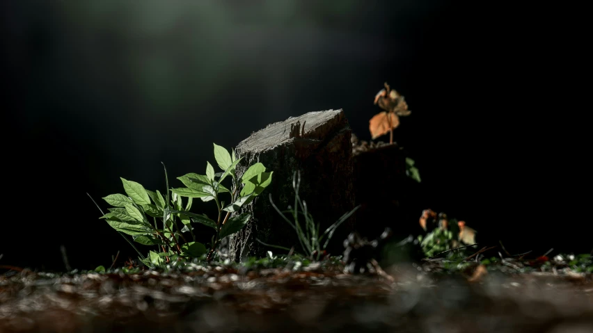 a flower sits in the center of an open space