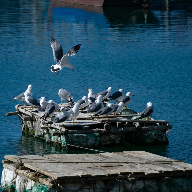 birds sitting on the dock waiting for their food