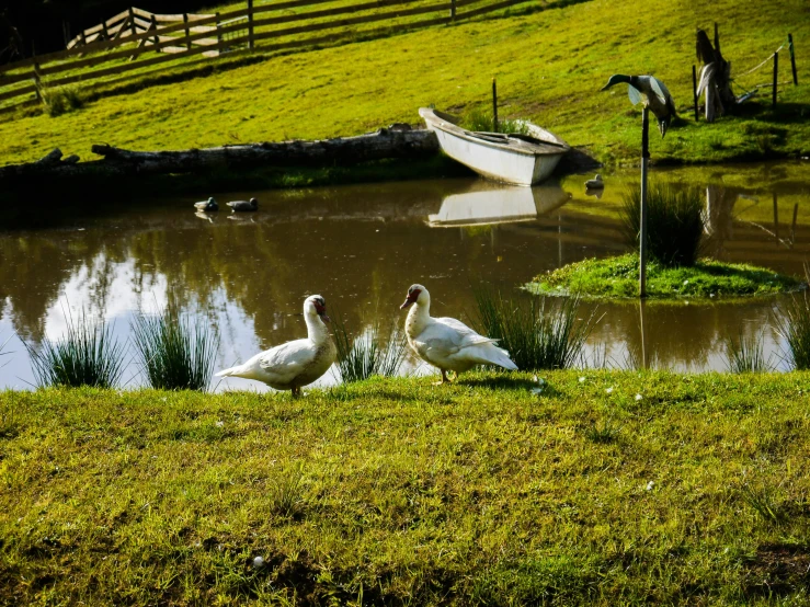 two swans are swimming in the water in front of a boat