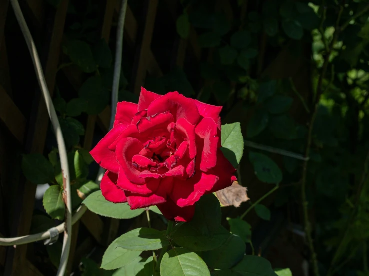 a very red flower is in full bloom