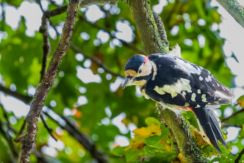 a colorful bird sitting on a nch of a tree