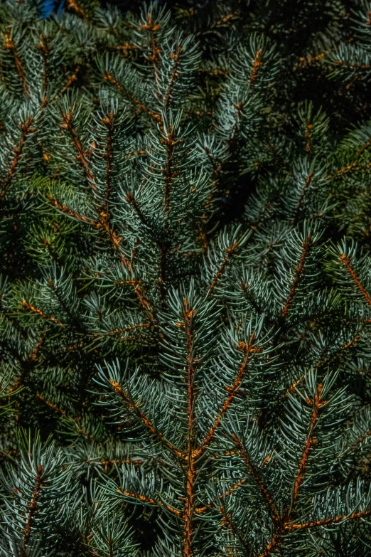 closeup of pine needles on a large tree