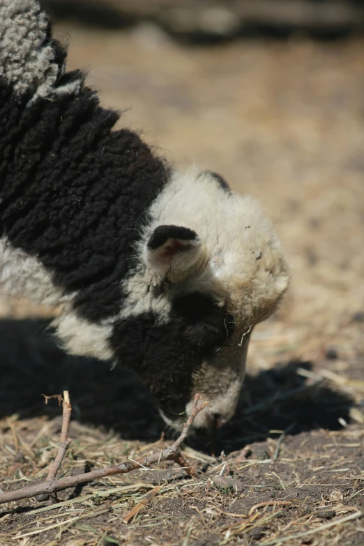 a black and white cow eating a small nch