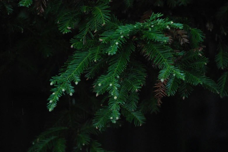 pine nches with light colored froths are illuminated at night