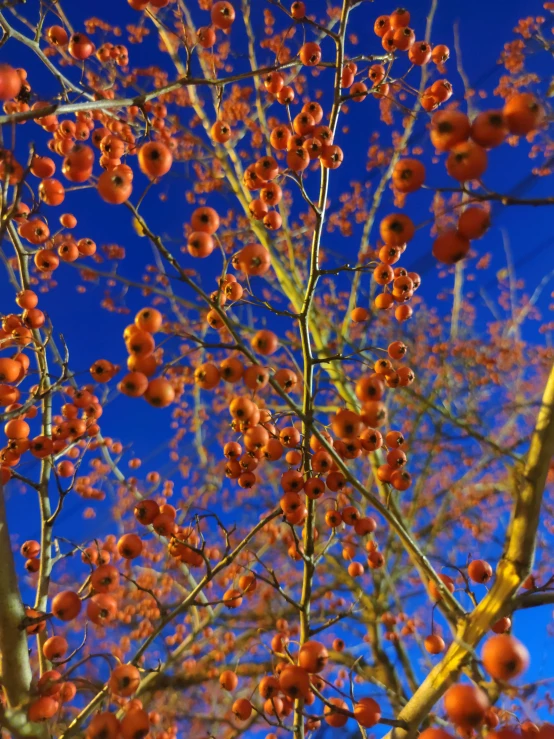 a view up into the sky with many small fruit