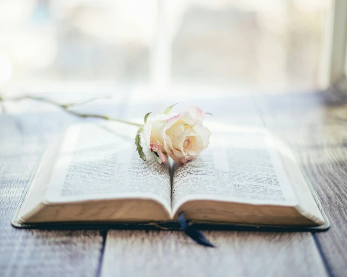 an open book with a pink flower sitting on top