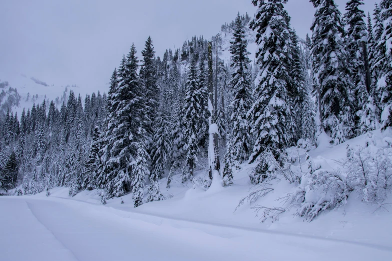 snow covered trees near the edge of the road