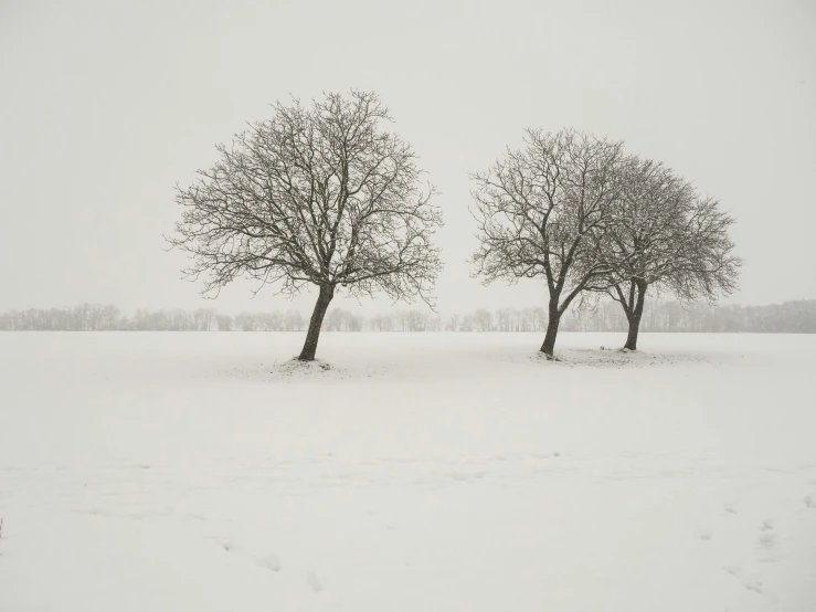 two trees that are standing in the snow